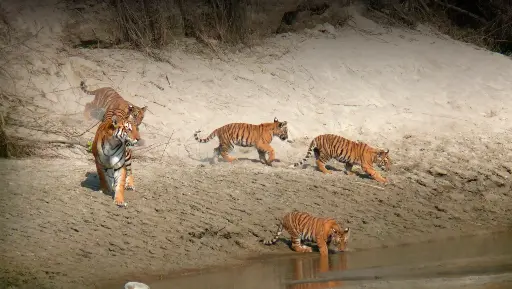 Tiger Tops